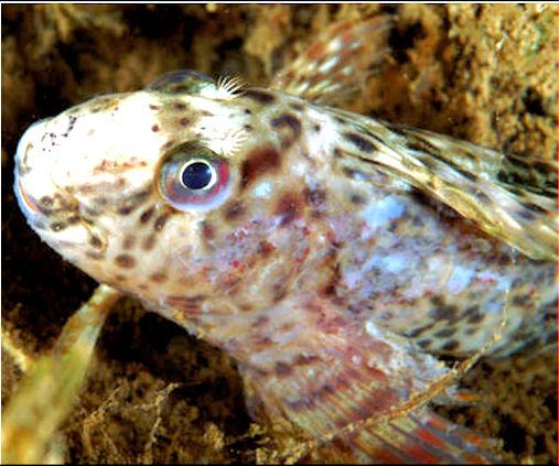 Parablennius sanguinolentus_aaaa2